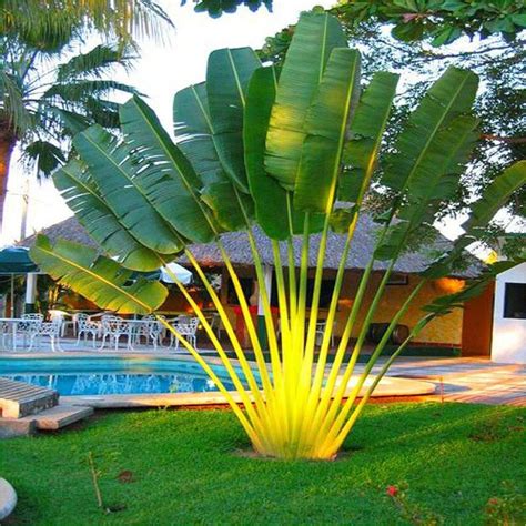 20 Seeds Perennial Plant Palm Tropical Cycas Seed Garden Rare Tree ...