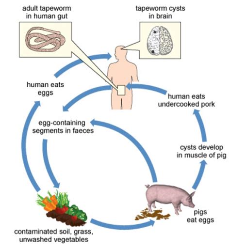 12 Biogenesis Examples – StudiousGuy