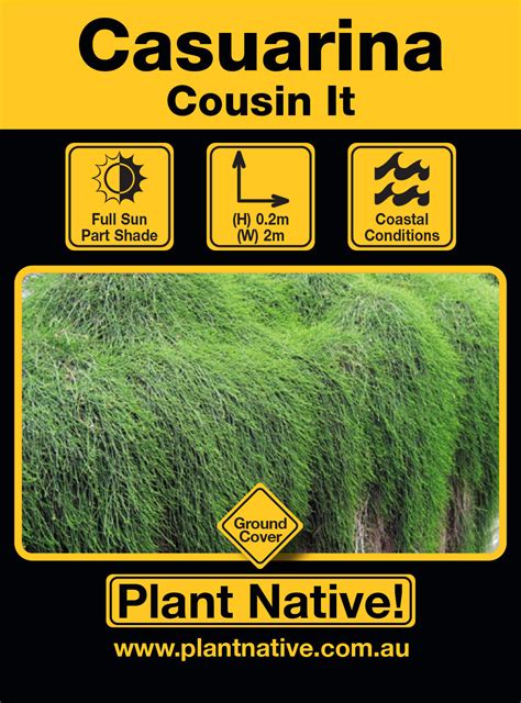 Cousin It - Plant Native