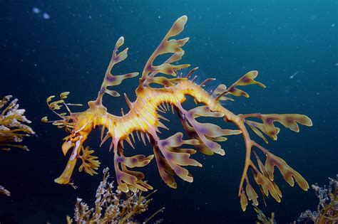 Leafy seadragon - Wikipedia