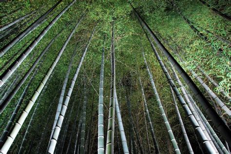 Bamboo forest at night stock photo. Image of asian, black - 40274520