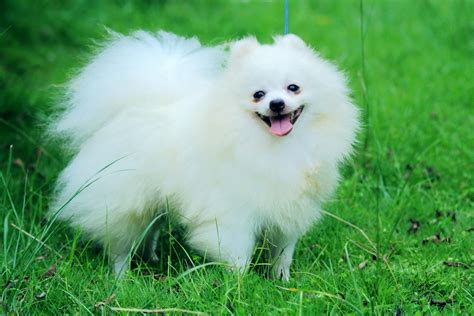 36 Most Amazing White Pomeranian Pictures And Photos