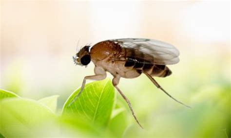 Phorid flies vs fruit flies: Effective control strategies | Dr. Killigan's Guide