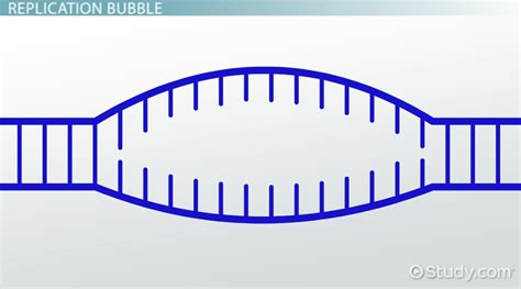 Replication Bubble: Definition & Overview - Video & Lesson Transcript | Study.com