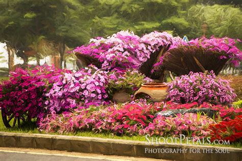 Jeju Island - A Botanical Fantasy Island