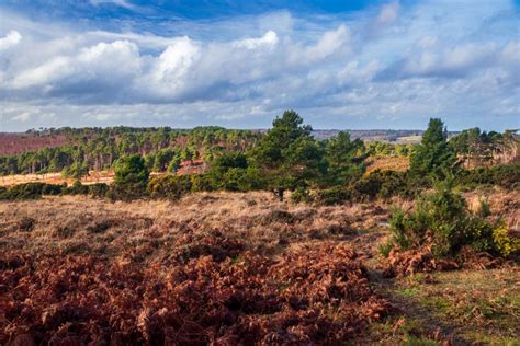 Ashdown Forest 2019-12-18 091 - UK Landscape Photography