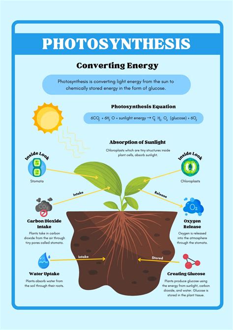 Light Reaction and Dark Reaction of Photosynthesis