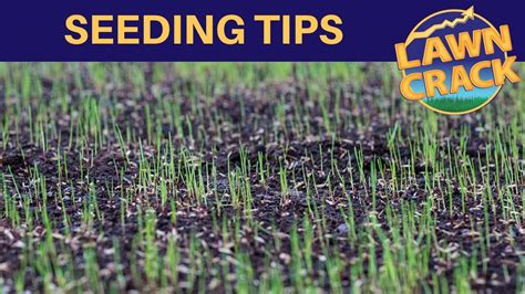 Lawn Seeding Tips | Key Things to Know When Sowing Grass Seed - YouTube