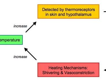 Homeostasis Thermoregulation Cut and Stick | Teaching Resources