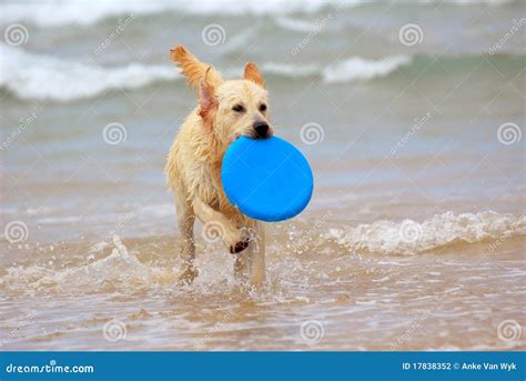 Dog playing with frisbee stock photo. Image of activity - 17838352