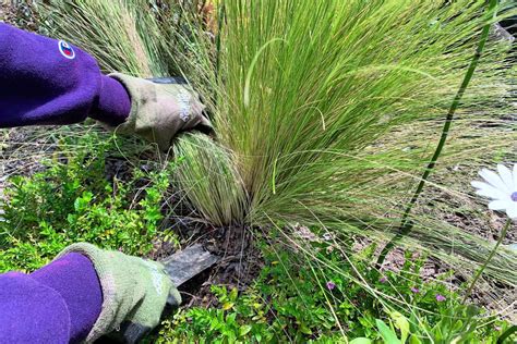 How to Prune Ornamental Grasses