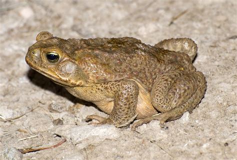 Mysteries of the poisonous amphibians - Ars Technica