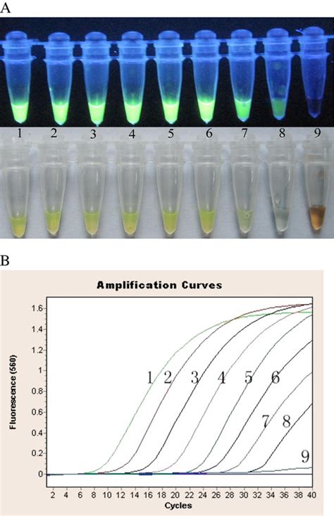 Sensitivity of RT-LAMP-and real-time RT-PCR. (A) RT-LAMP product; (B):... | Download Scientific ...