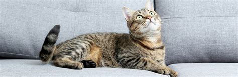 American Wirehair Cat : Breed Information, Characteristics, and Facts