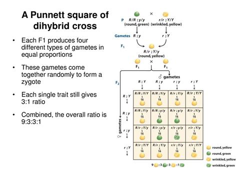 Punnett Square Dihybrid Cross Calculator