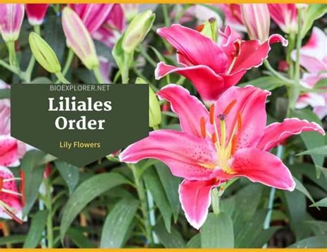 Order Liliales Characteristics | Lily Flowers | Distribution | Example ...