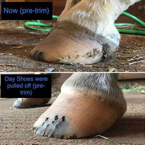 Barefoot Trimming with my Horses: Part 3 {The Good & The Bad} (With images) | Horse care tips ...