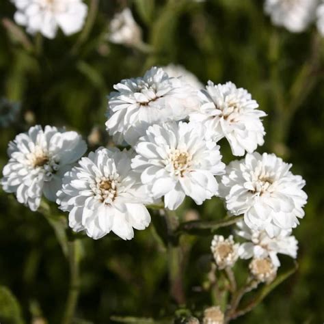 Achillea ptarmica The Pearl : Lynwood Garden