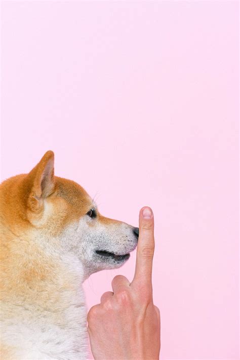 Portrait of Shiba Inu Dog · Free Stock Photo