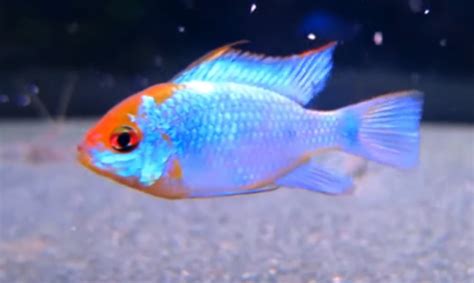 German Blue Ram Tank Mates - Aquariuman