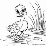 Wood Duck Coloring Pages  Free & Printable sketch template