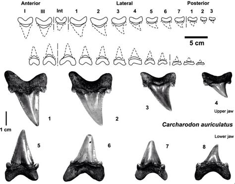 Sharks teeth identification chart. | Shark teeth, Shark, Teeth