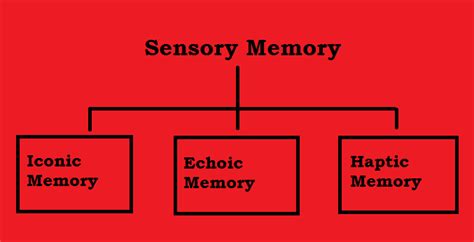 Sensory Memory - Psychestudy