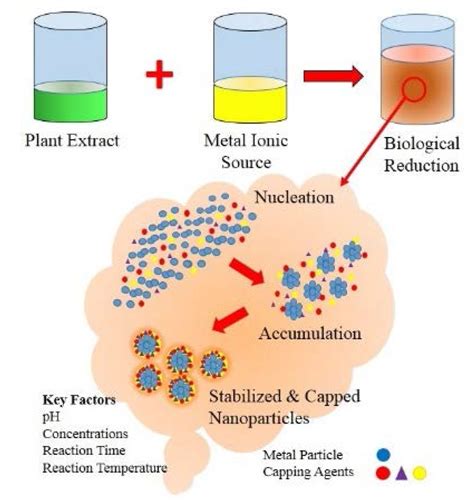 Materials | Free Full-Text | Green Synthesis of Metallic Nanoparticles via Biological Entities