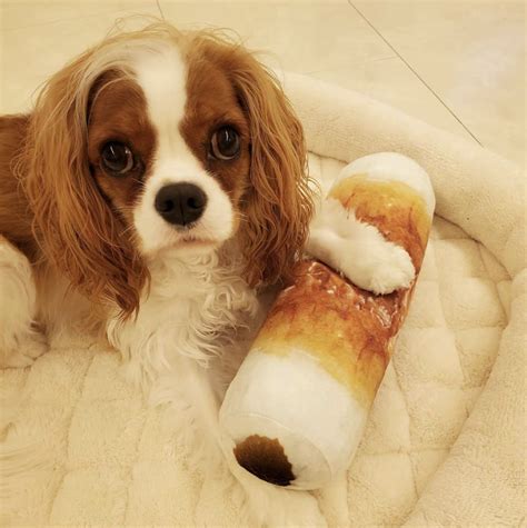 Toy and Teacup Cavalier King Charles Spaniel for Sale