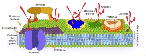 La célula. 3. Membrana celular. Atlas de Histología Vegetal y Animal