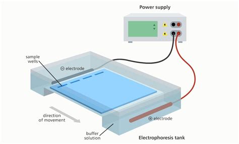 What is gel electrophoresis? | Life science resources, Teaching biology, Science resources