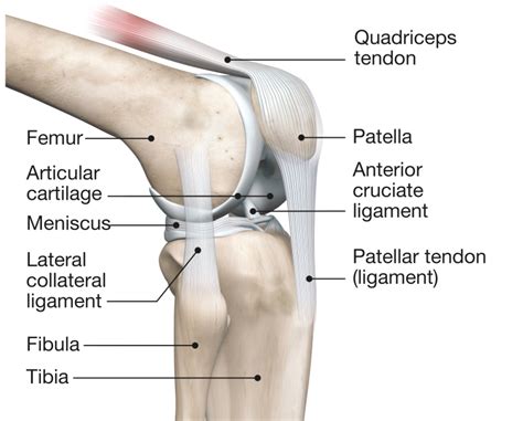 Quadriceps Tendinopathy