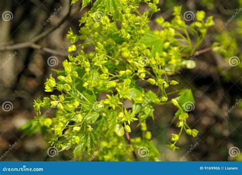 Flowering of maple tree stock photo. Image of plant, outdoor - 9169906