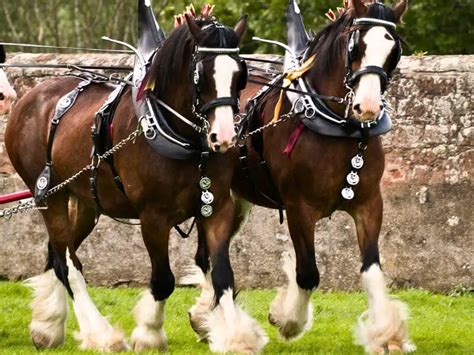 17 Work Horses: Breeds Still At It Today!