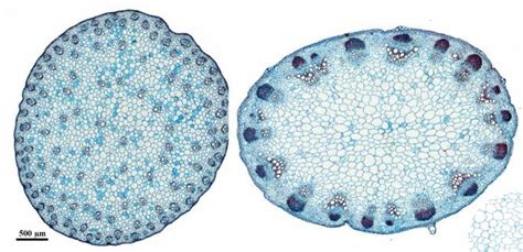 Cross Section of Monocot/Dicot Stem