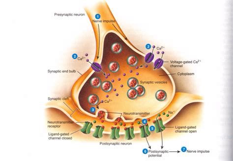 Mechanism of Action of Antidepressants – Joseph Bryer, MD