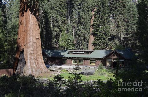 Giant Forest Museum - Sequoia National Park, California Photograph by S Mykel Photography - Fine ...