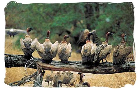 Kruger National Park Wildlife, Explore the Untamed