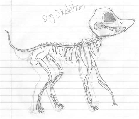 Dog Skeleton Drawing at GetDrawings | Free download