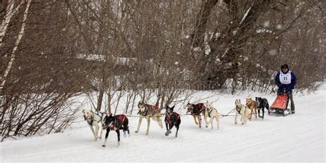 Musher and Dogs in Sled Dog Race Editorial Photo - Image of competition ...