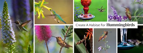 Hummingbird Habitat | Info & More | California SummerWinds