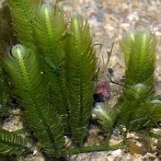 Caulerpa - Eat The Weeds and other things, too