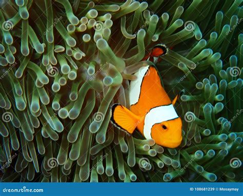 Nemo Fishes with Sea Anemone Under the Sea Stock Image - Image of wildlife, marine: 108681239