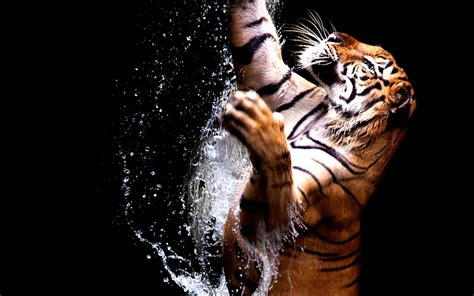 8K Tiger UHD Wallpapers - Top Free 8K Tiger UHD Backgrounds ...