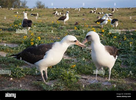 Laysan albatross, Phoebastria immutabilis, billing during courtship ...