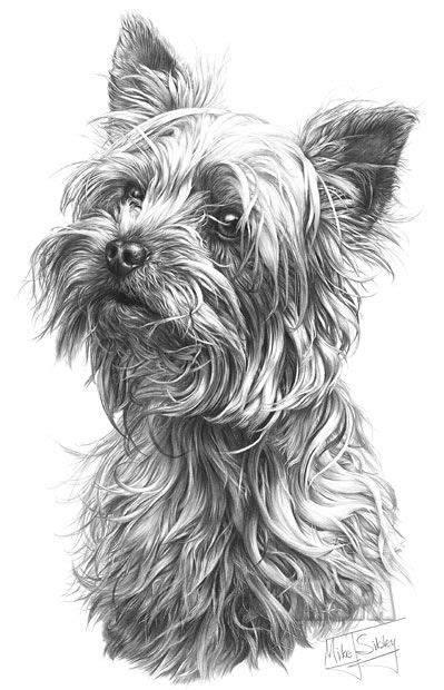 How To Draw A Realistic Yorkie