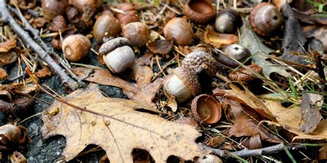 What to do with Fallen Acorns - Bag-A-Nut