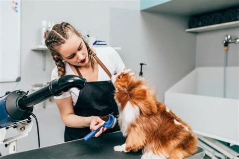 How to Groom a Cavalier King Charles Spaniel: 8 Expert Tips | Pet Keen