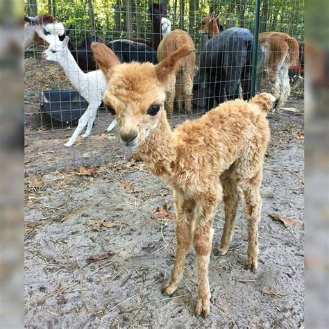 New born Alpaca. | Cute animals, Cute little animals, Baby animals