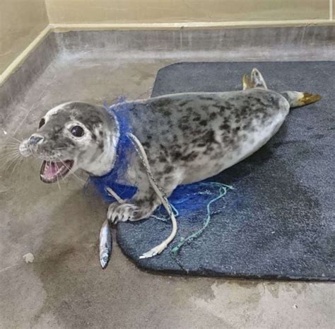 'Enough is enough' says East Winch RSPCA as seals admitted with distressing injuries